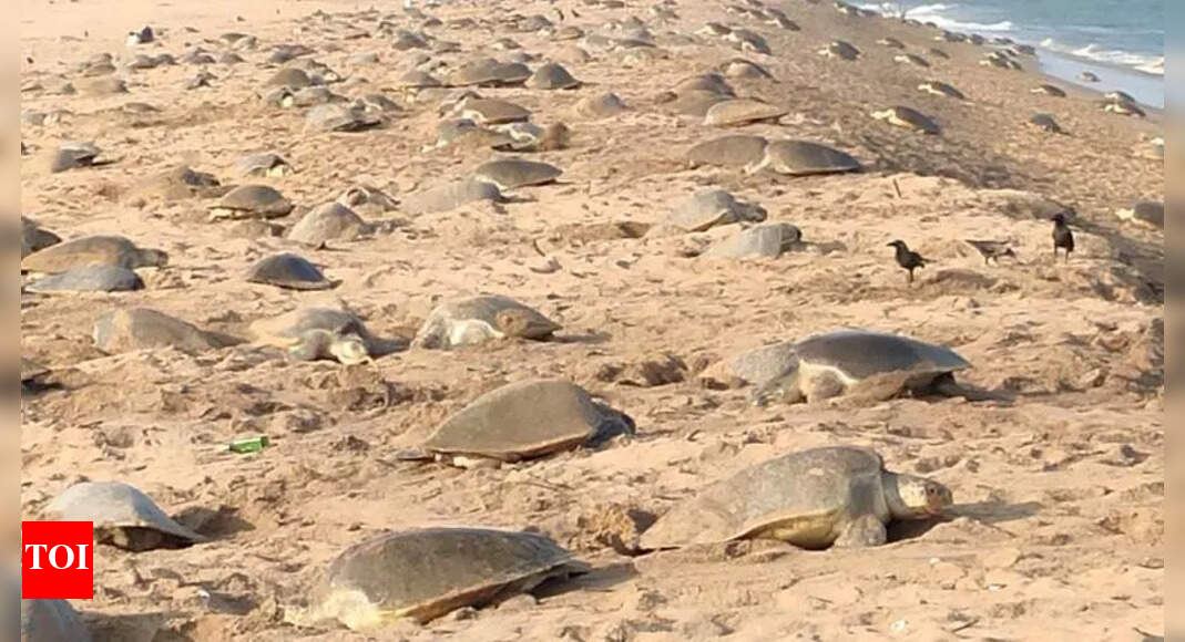 Mass nesting of Olive Ridley turtles starts at Gahirmatha - The Times ...