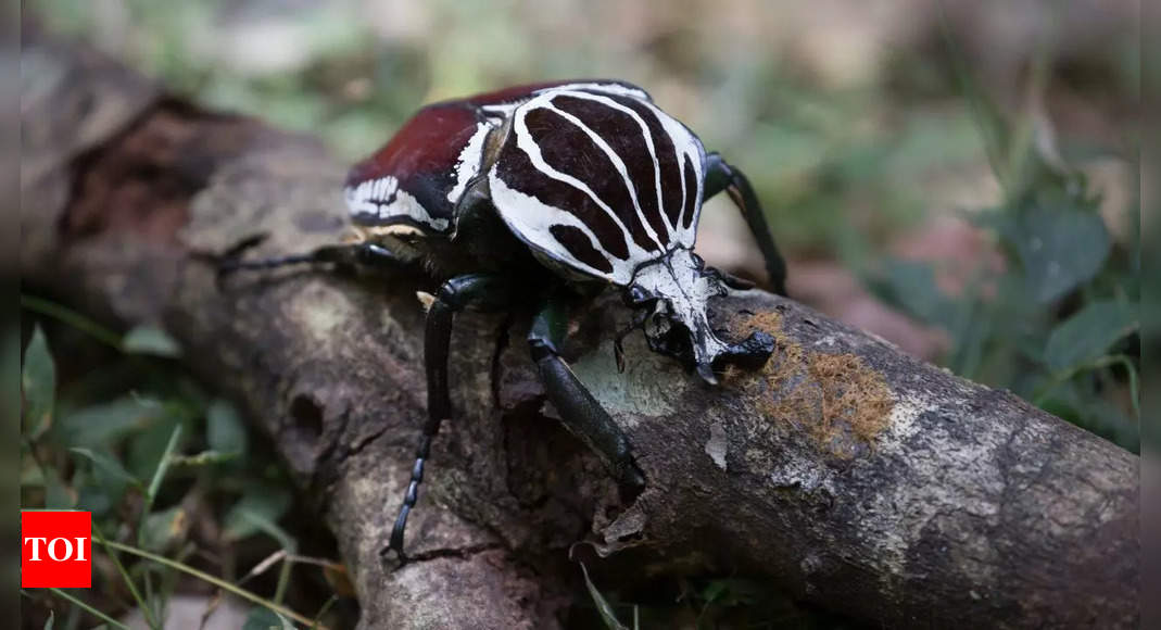 This massive insect is vanishing, and chocolate may be the unexpected reason