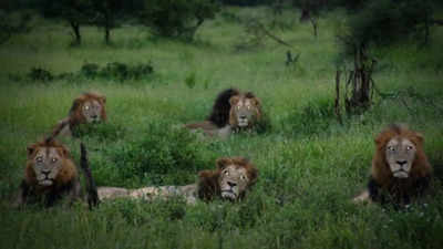 The lesser-known story behind the world’s deadliest lions