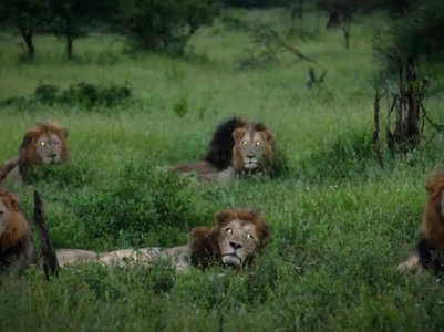 The lesser-known story behind the world’s deadliest lions