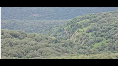 State forest dept to redraw map of Nahargarh sanctuary - The Times of India