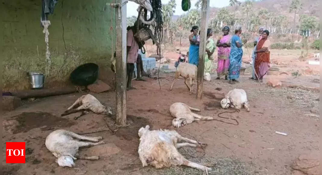 Five sheep found dead in suspected animal attack near Mettur ...