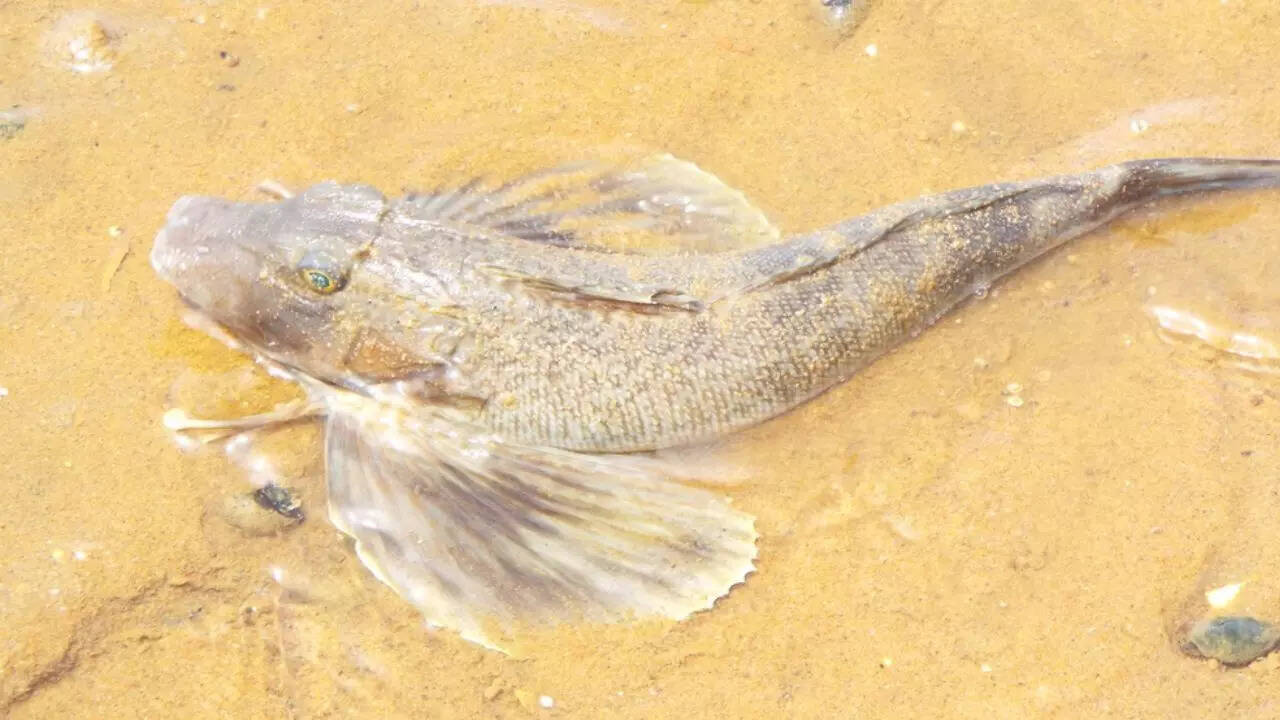 Northern Sea Robin Legs
