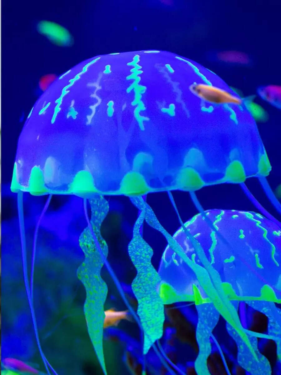What Is The Rarest Jellyfish In The World
