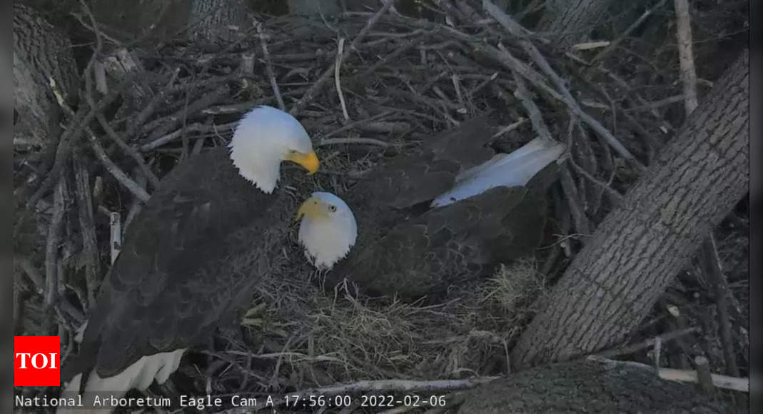 DC's iconic bald eagle couple expecting