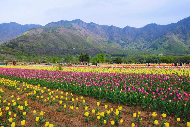 Srinagar