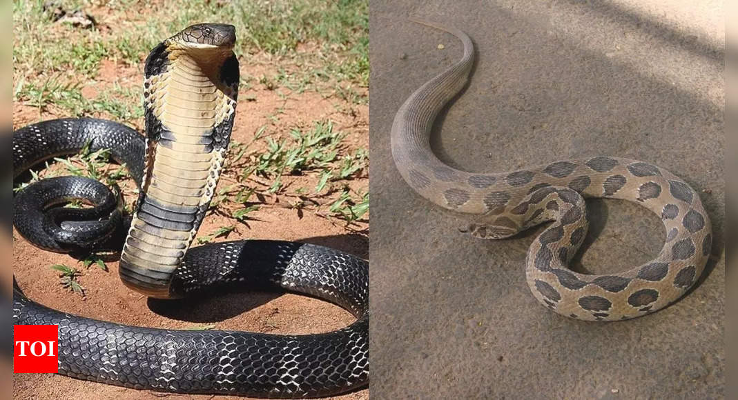 King cobra vs. Russell's viper – Understanding major differences and who will win in a fight