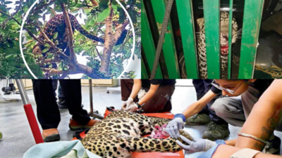 Villagers try to catch leopard atop tree near Pavana camping site in Pune, 6 hurt