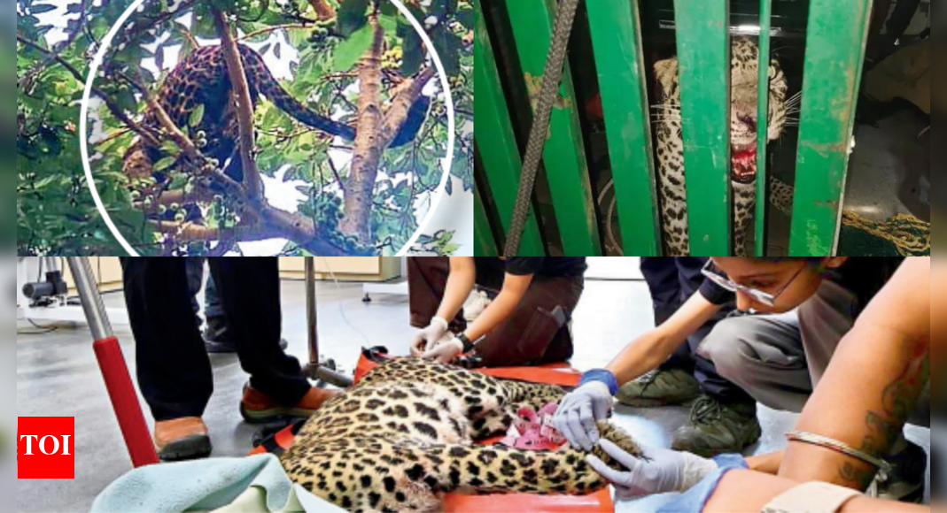 Pune Leopard Rescue: Villagers try to catch leopard atop tree near ...