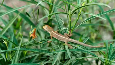 5 powerful plants that naturally repel lizards from home