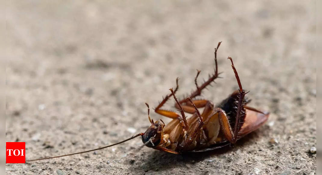 Cockroach milk: The unexpected superfood that might outshine cow’s milk