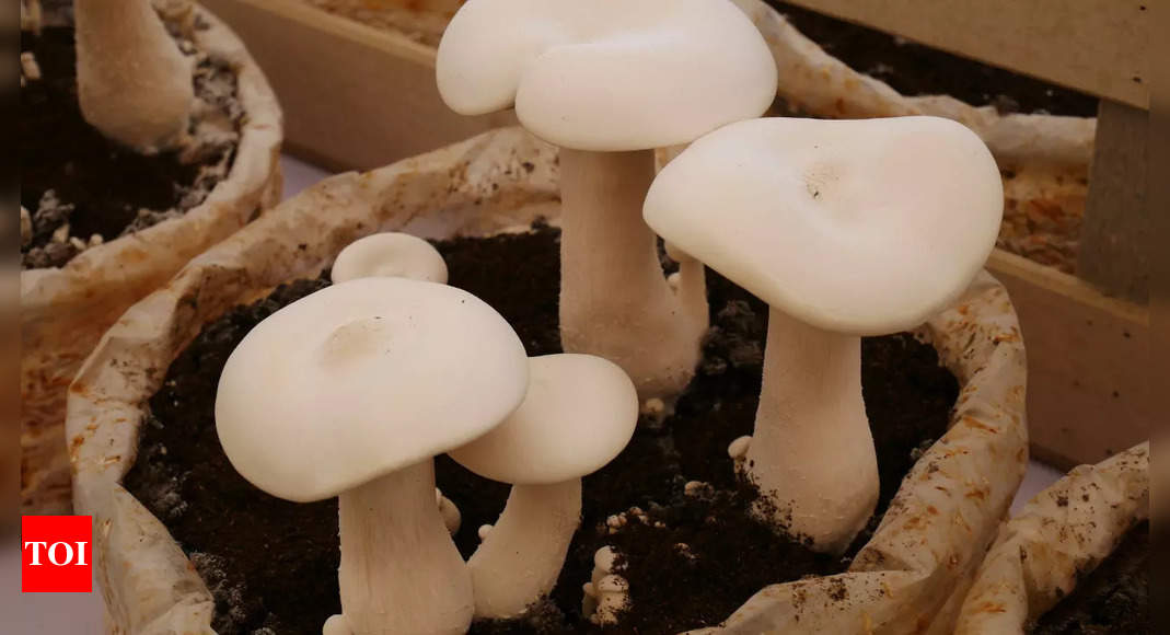 Bengal mushroom can cure cancer: Scientist makes breakthrough finding