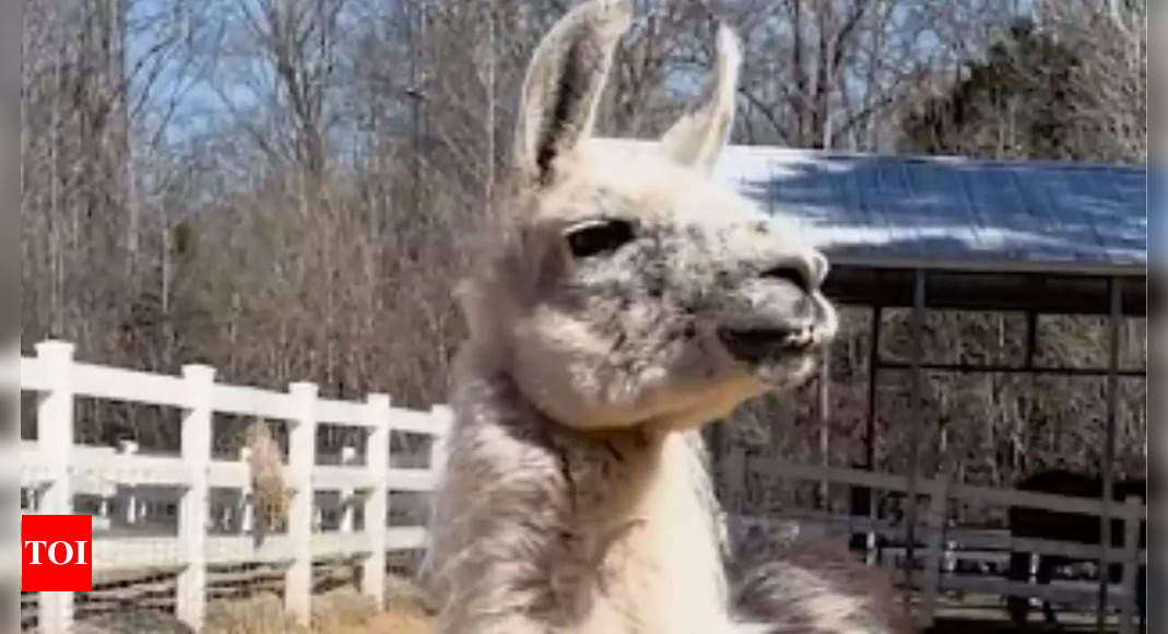 Meet the world's oldest llama: A gentle guardian for chronically ill children