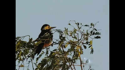 Sind Woodpecker's rare sighting sparks tourism boom in Jaisalmer ...