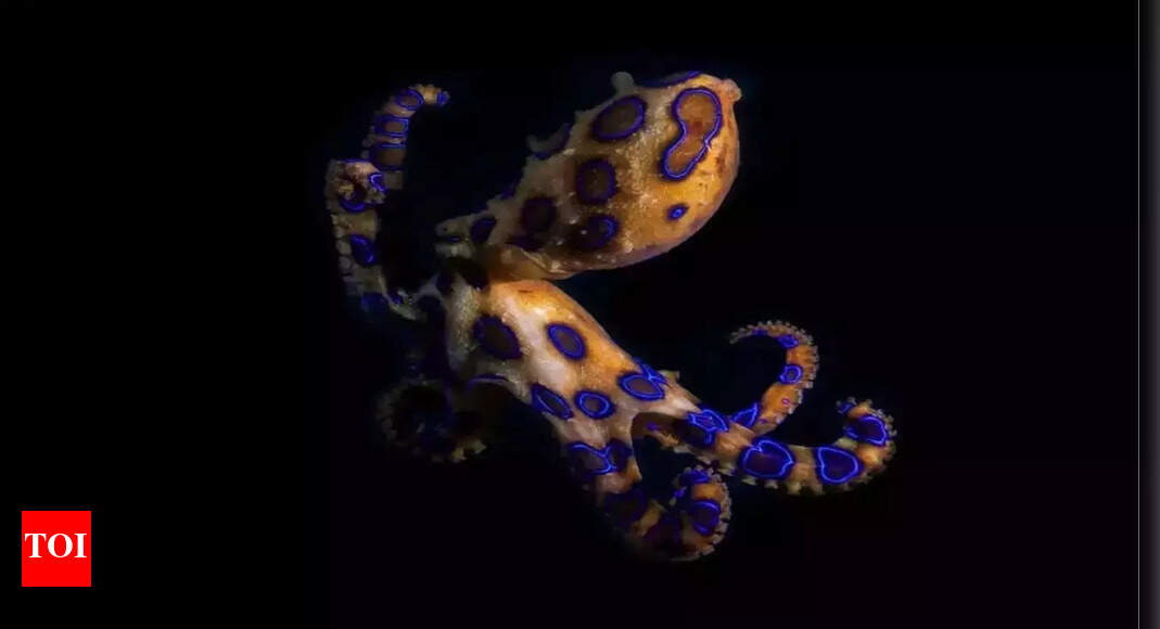 Blue-ringed octopus: Discover the tiny animal whose venom can kill you ...