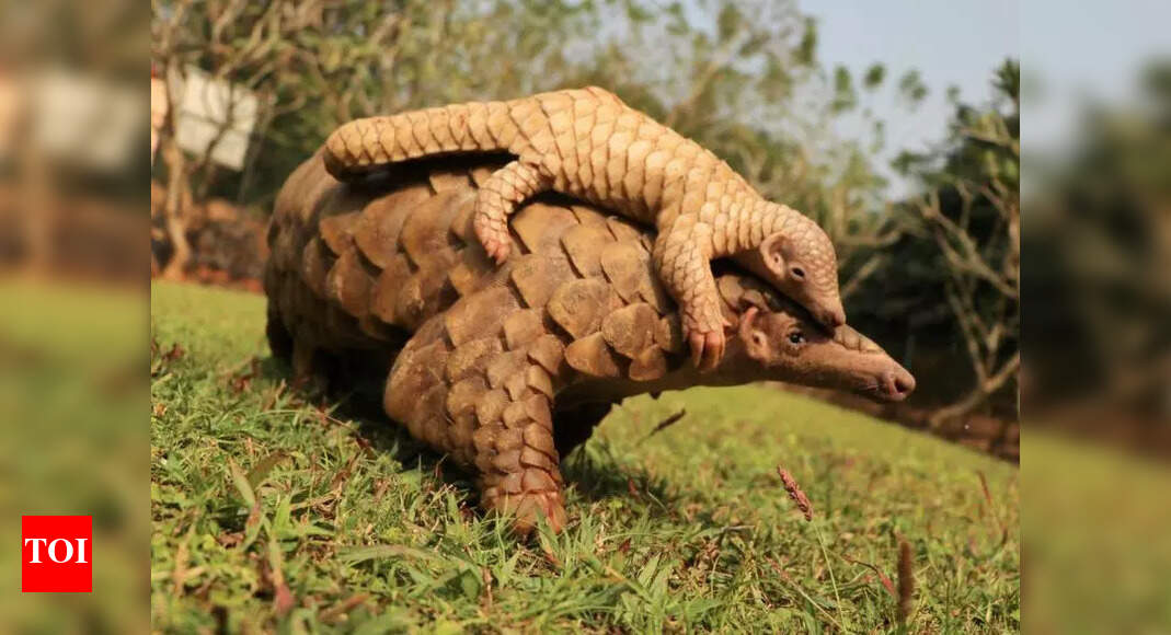 ?Forest fires cause scarcity of red ants for zoo pangolins’