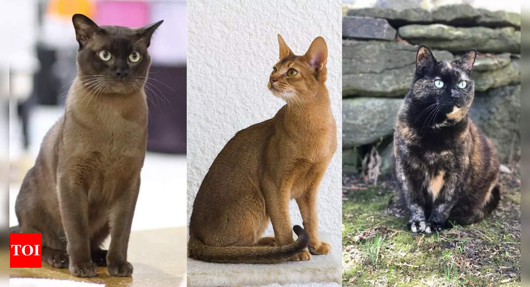 10 unique cat fur patterns that will amaze you