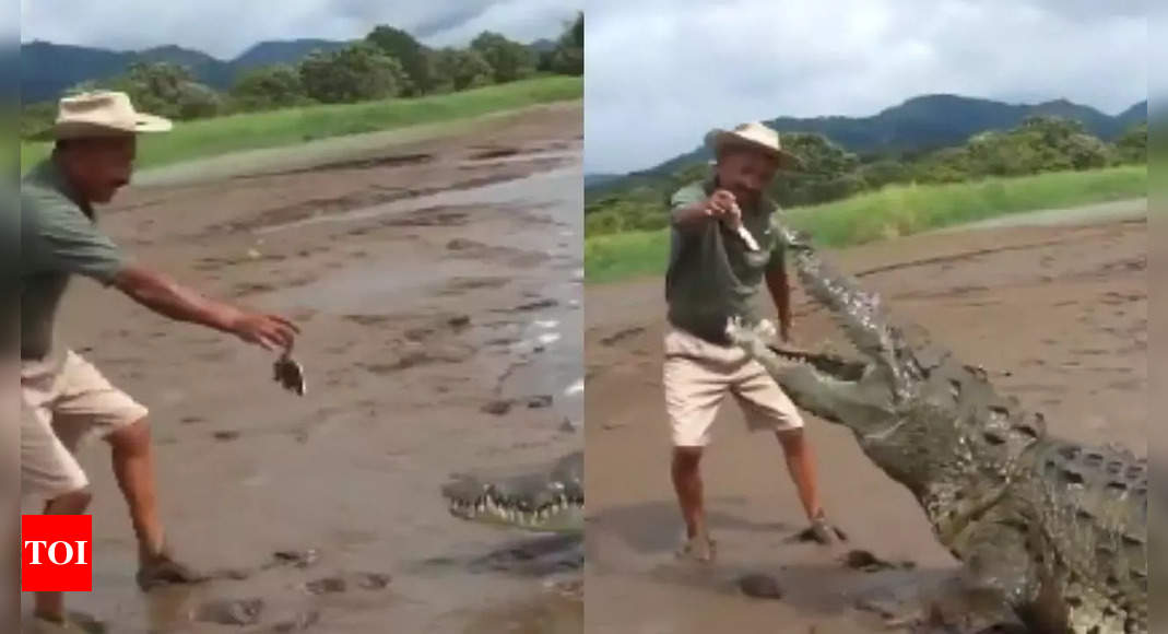 Shocking! Man feeds crocodile with bare hands, leaves internet stunned; 