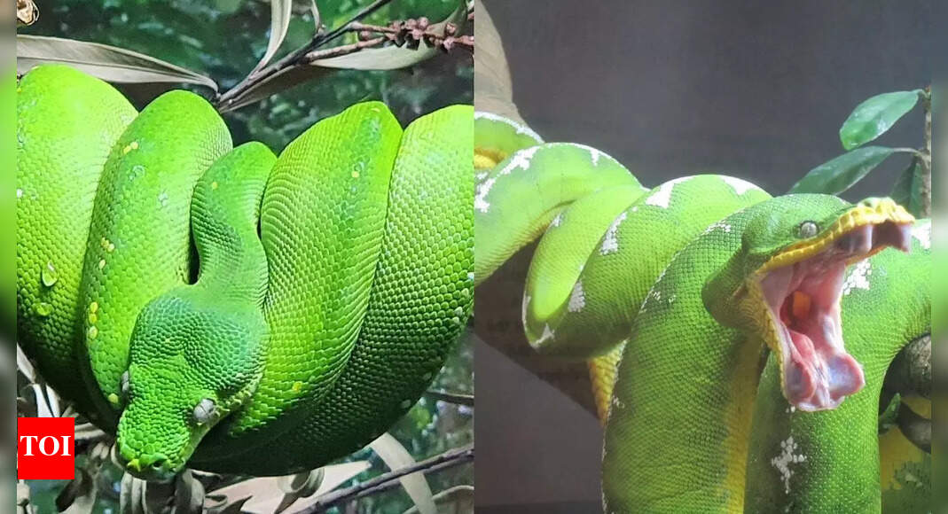 Green tree python vs Emerald tree boa: Know about their habitat, size ...