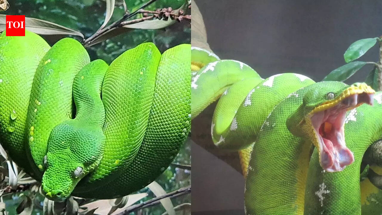 Green tree python vs Emerald tree boa: Know about their habitat, size ...