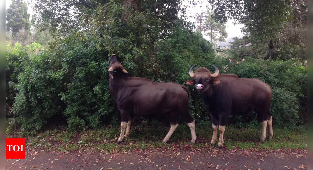 Karnataka's Chikkamagaluru forest department plans bison relocation to address rising human-animal conflicts