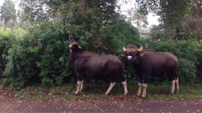 Karnataka's Chikkamagaluru forest department plans bison ...