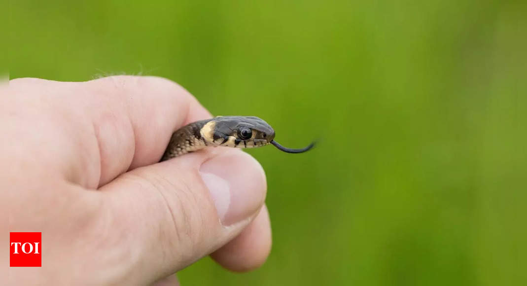 Shocking! Man discovers dead snake in his ice cream