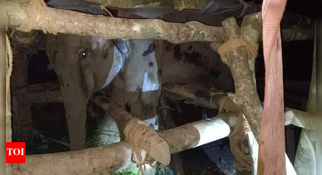 7-yr-old elephant dies of infection 22 days after rescue - The Times of ...