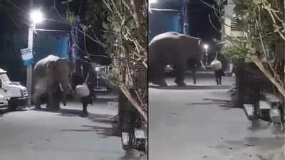 हाथी ने शराबी को देख बदला रास्ता: कनखल में नशे में धुत व्यक्ति से डरकर भागा हाथी!