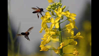 Beekeepers protest over unfair pricing of honey and adulteration ...