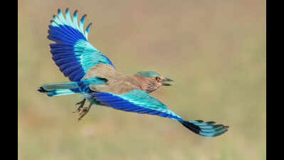 Vanishing vibrance: The decline of Telangana’s state bird