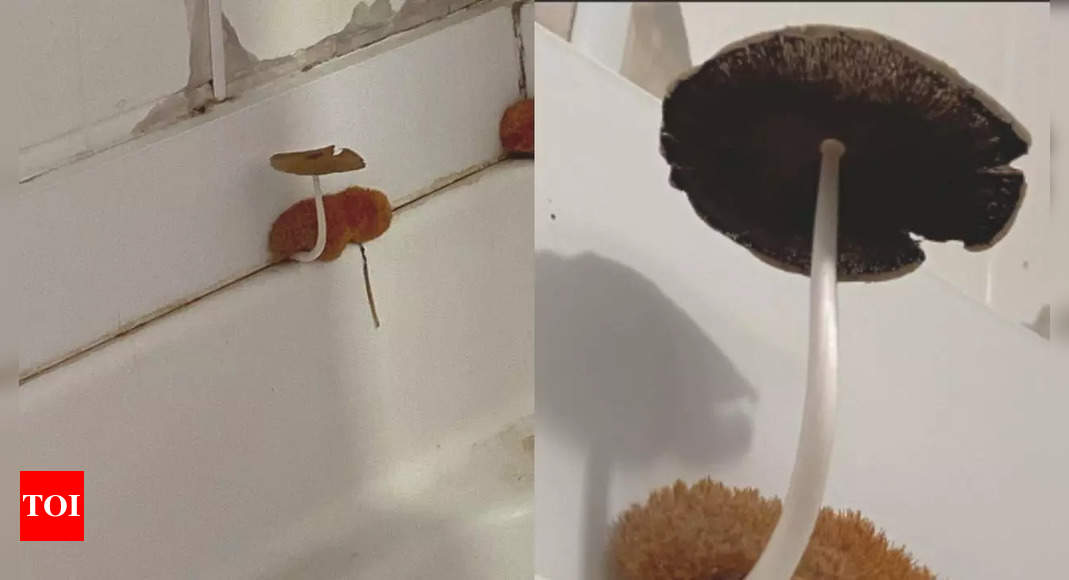 “How is your shower growing mushrooms”: Woman's bathroom 'loofah' turns out to be a mushroom sprouting; netizens react