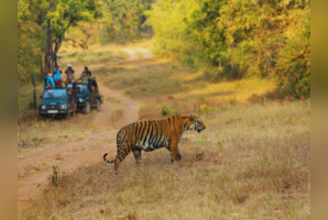 The ultimate tiger safari circuit: Top 9 parks in India for maximum sightings