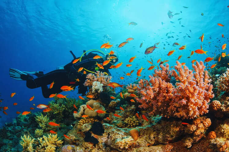 Scuba diving in Andaman and Nicobar Islands
