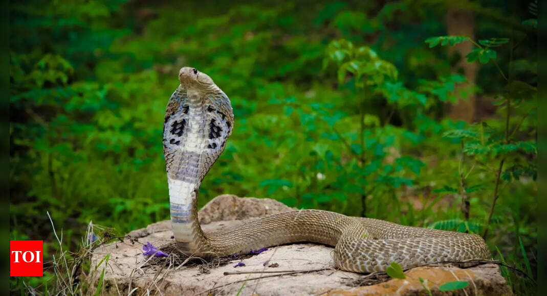 Pet dog tears cobra snake apart in a viral video; this is what the ...