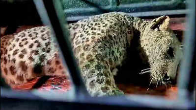 Leopard dies nearly an hour after being captured in Coimbatore ...