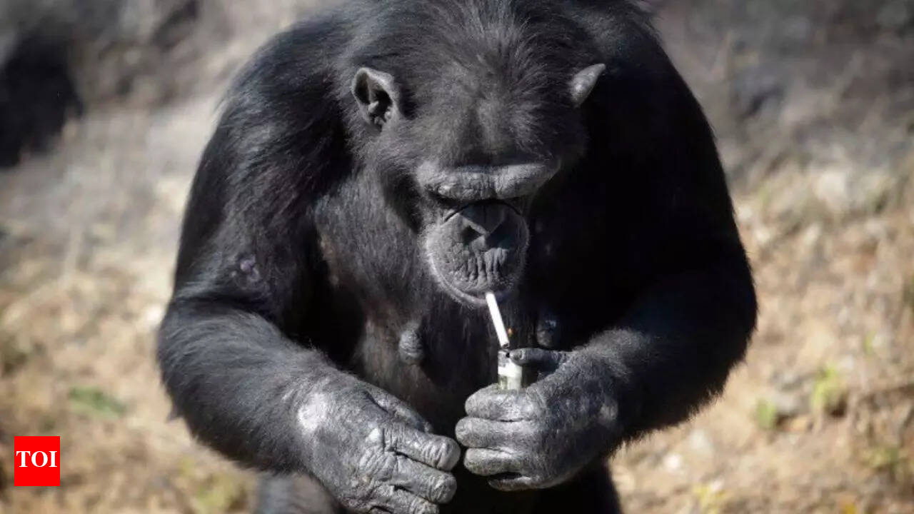 Watch: Gorilla smokes cigarette like a pro in front of visitors; see what  happened further - The Times of India