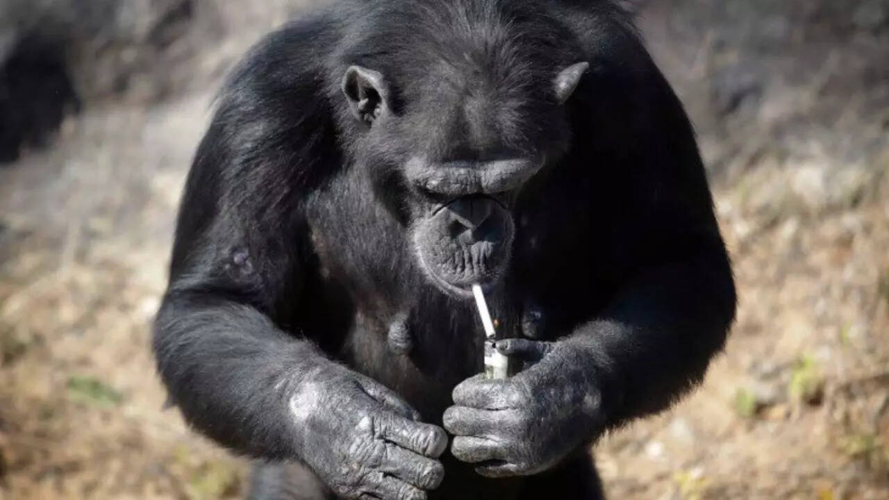 Watch: Gorilla smokes cigarette like a pro in front of visitors; see what  happened further