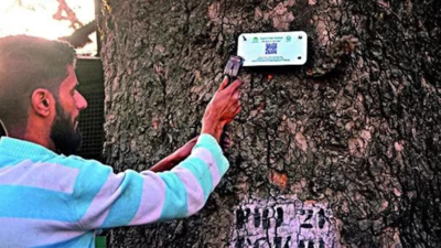 Digital Aadhaar shields Kashmir’s Chinars from axe of greed