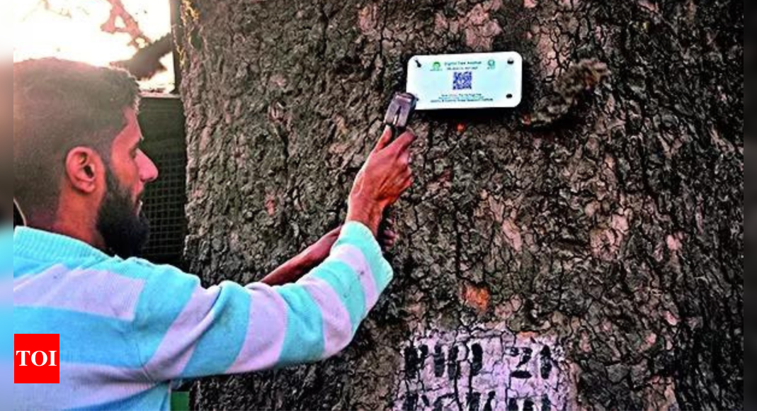 Digital Aadhaar shields Kashmir’s Chinars from axe of greed