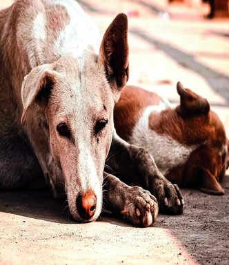 Inaction over missing stray dog sparks outrage