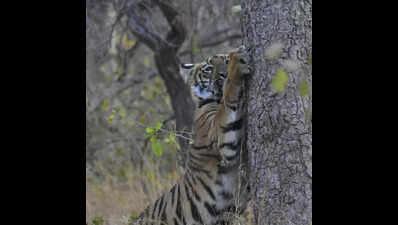 Tipeshwar tigress spotted with limb caught in snare