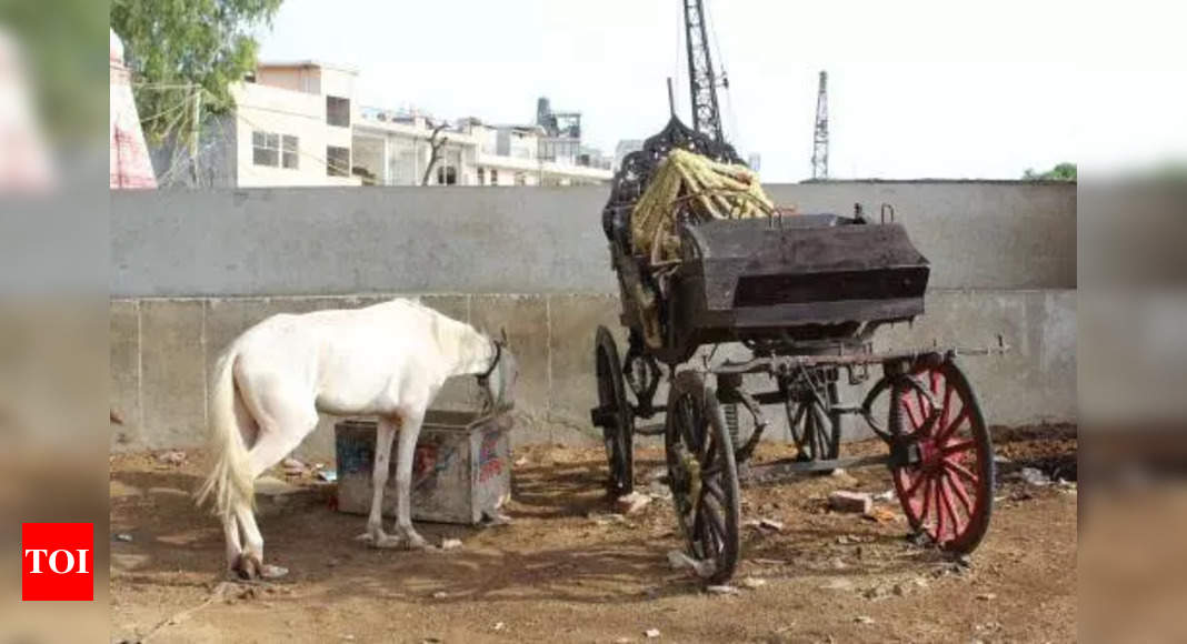 Nanded dist on alert after glanders detected in horse | Chhatrapati ...