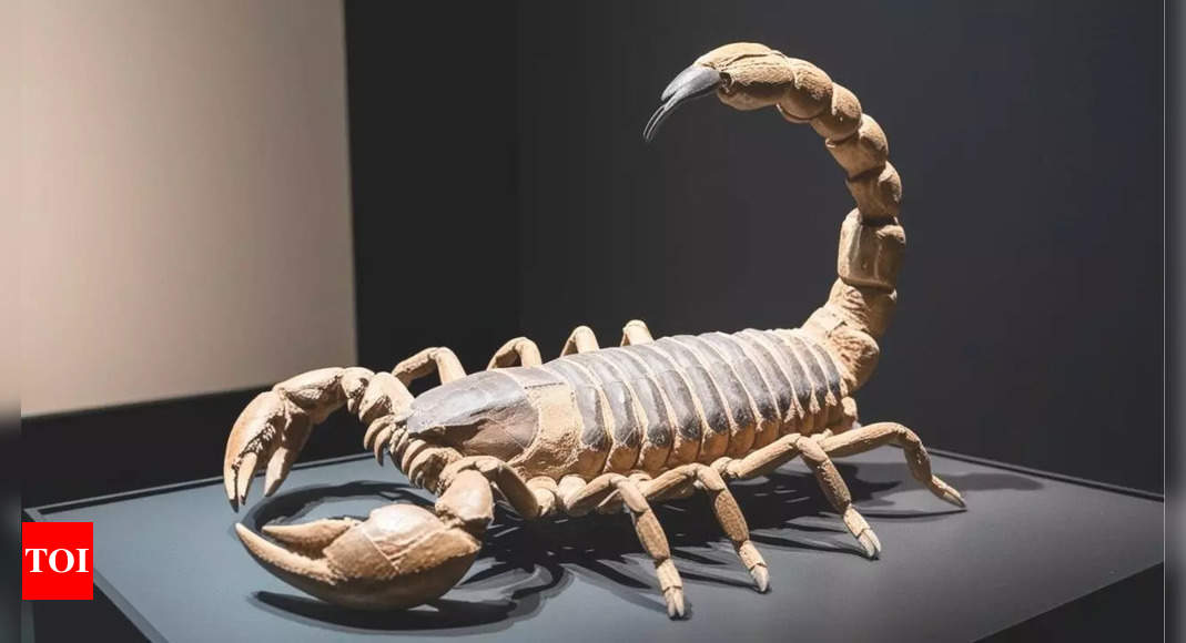 125-million-year-old venomous scorpion fossil unearthed in China in shocking discovery