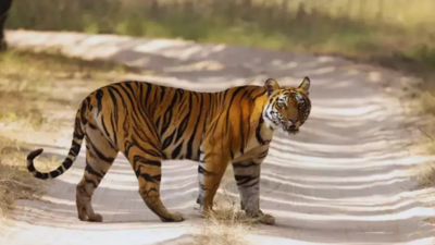 Madhya Pradesh: Kuno wildlife division (KWD) expands, Madhav National Park becomes tiger reserve