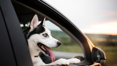 Best Car Protection for Dogs To Protect Your Car From Claws and Scratches