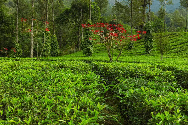 Munnar, Kerala