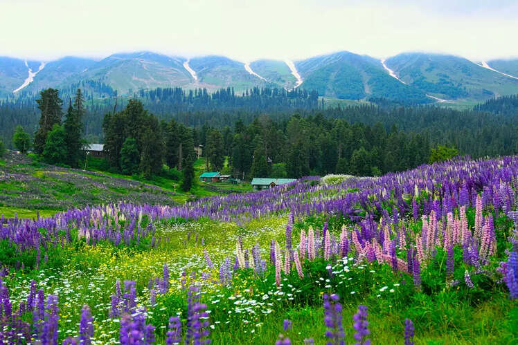 Gulmarg, Jammu and Kashmir