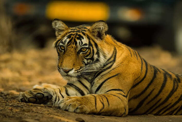 Lesser crowds, more intimate safaris