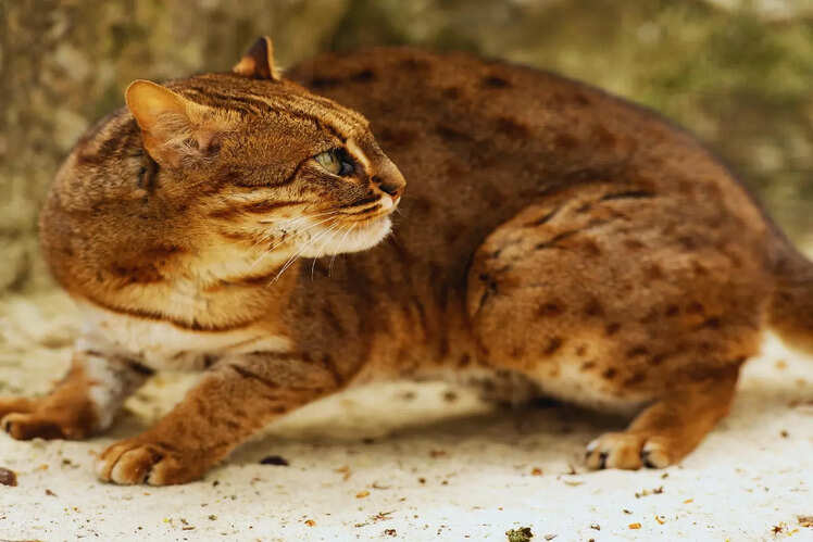 Home to the elusive rusty-spotted cat